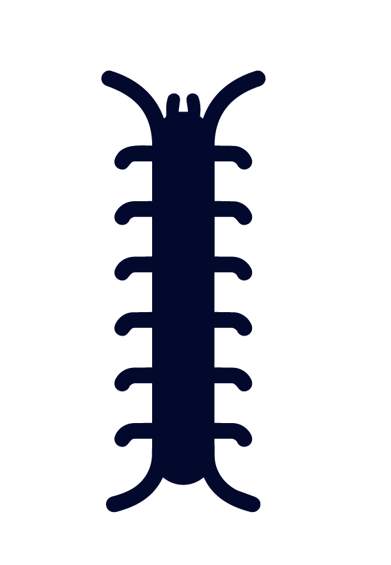 centipede Centipede icon.