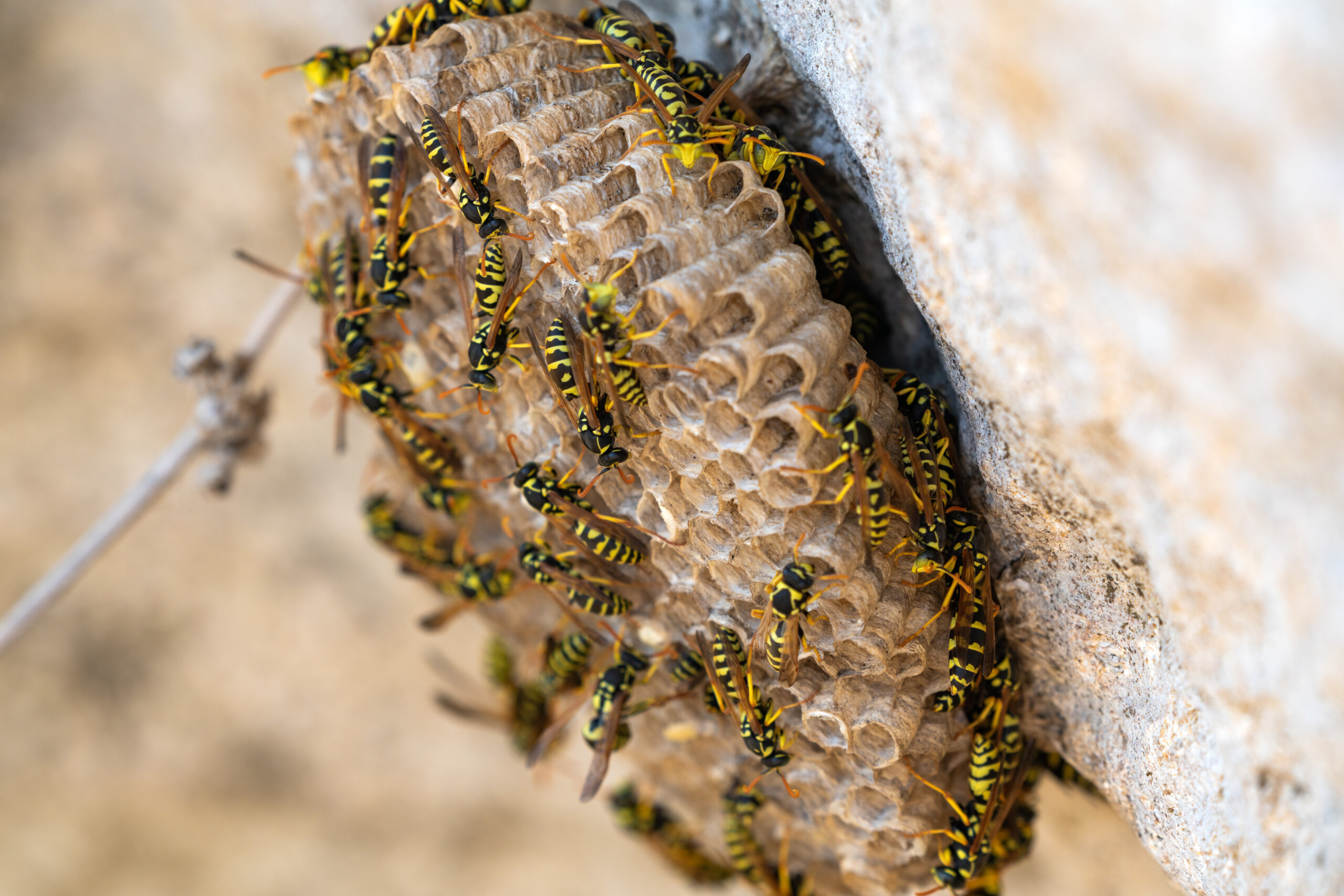 Wasps in a nest Wasps in a nest.